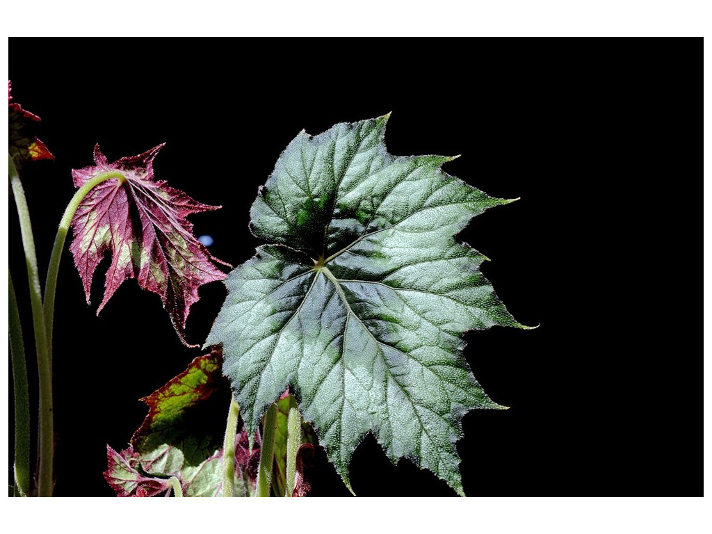 BEGONIA JOSEPHII