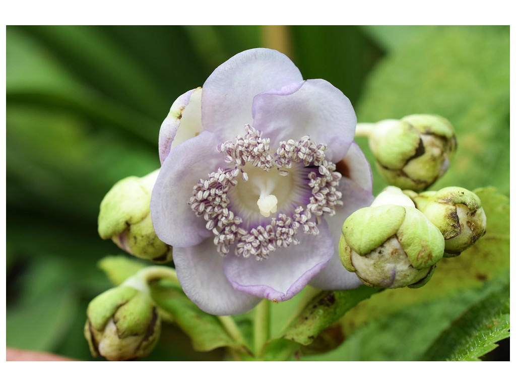 DEINANTHE BIFIDA x CAERULEA 'BLUE BLUSH'