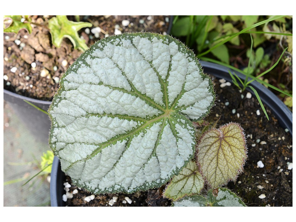 BEGONIA sp. SIAM BEGONIA sp. SIAM