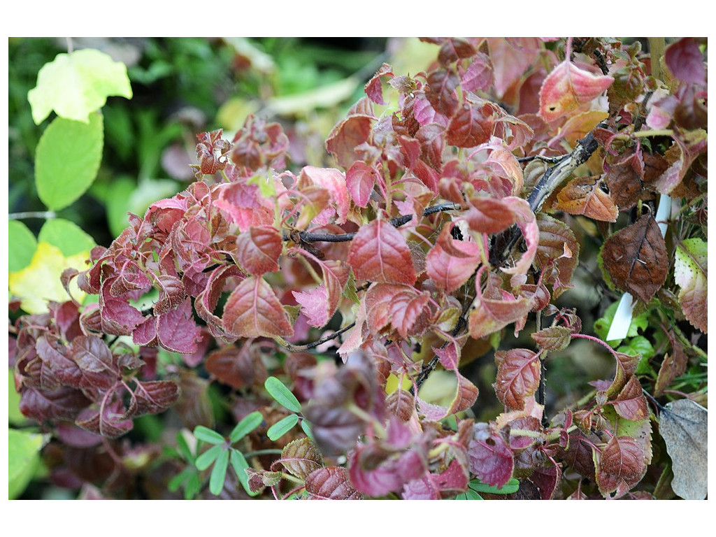 HYDRANGEA ANOMALA 'WINTER SURPRISE'