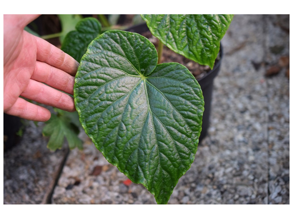 BEGONIA SILHETENSIS var.MENGYANGENSIS