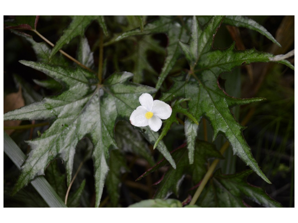 BEGONIA SIKKIMENSIS BEGONIA SIKKIMENSIS