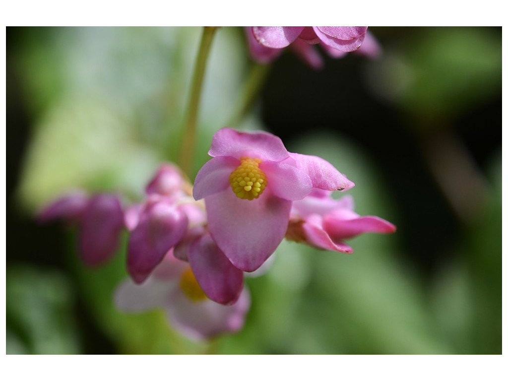 BEGONIA CHITOENSIS CMBTW1704