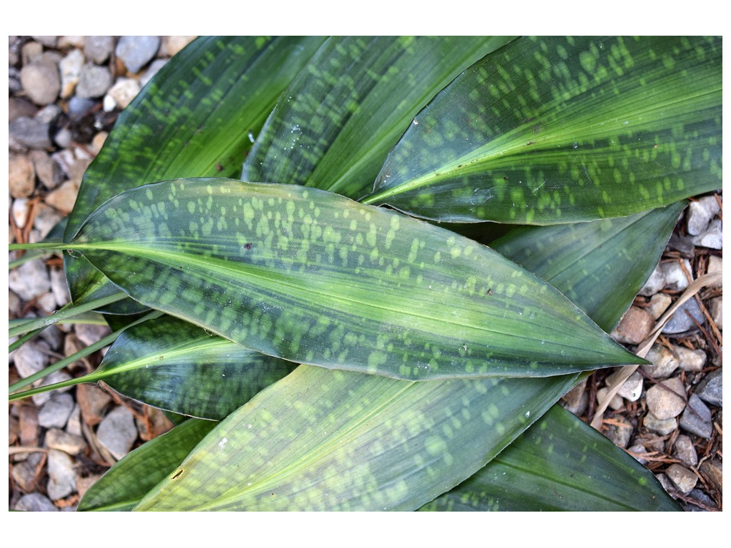 ASPIDISTRA ZONGBAYI 'UAN FAT LADY'