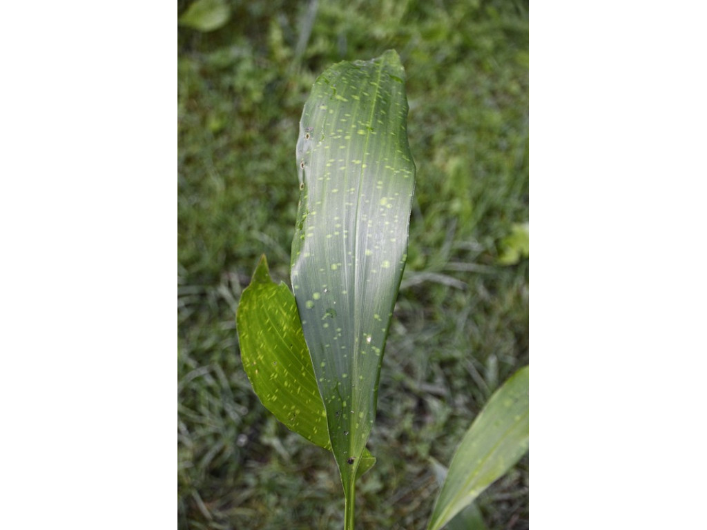 ASPIDISTRA CRISPA