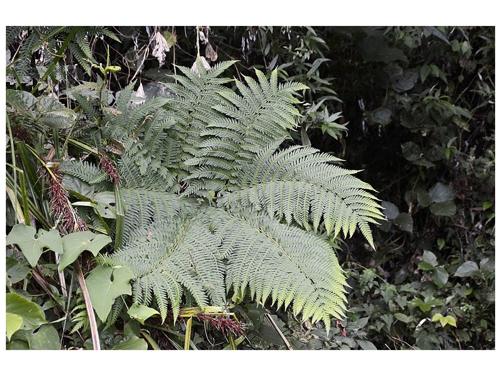 PTERIS WALLICHIANA