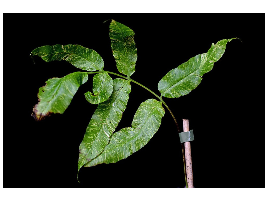 CONIOGRAMME JAPONICA 'HOSHIKAGE' CONIOGRAMME JAPONICA 'HOSHIKAGE'