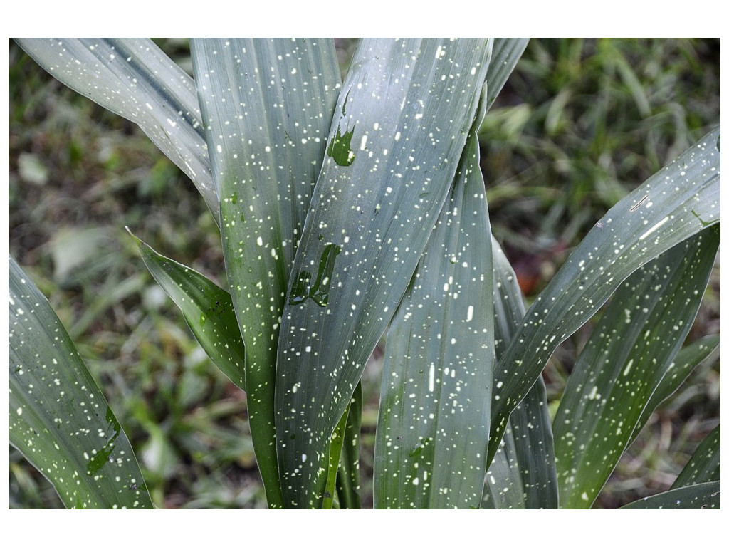 ASPIDISTRA PUNCTATA