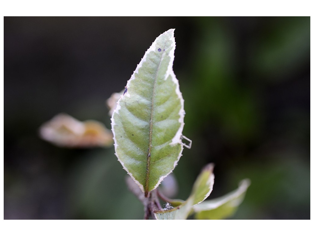 ARDISIA JAPONICA 'HAKUOKAN'