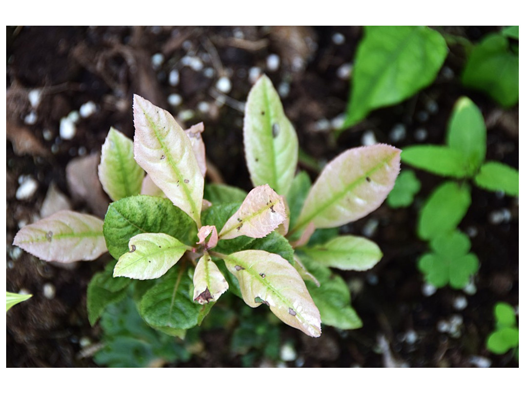 ARDISIA JAPONICA 'MARUYAMA SUNAGO'