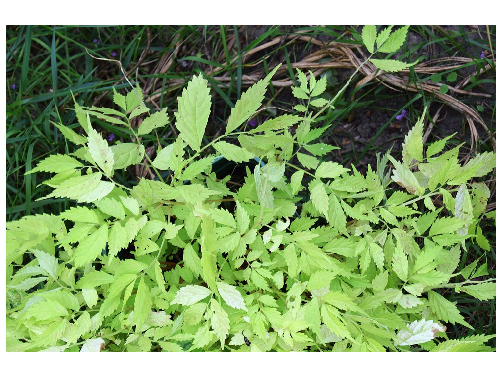 ELATOSTEMA UMBELLATUM 'OGON'