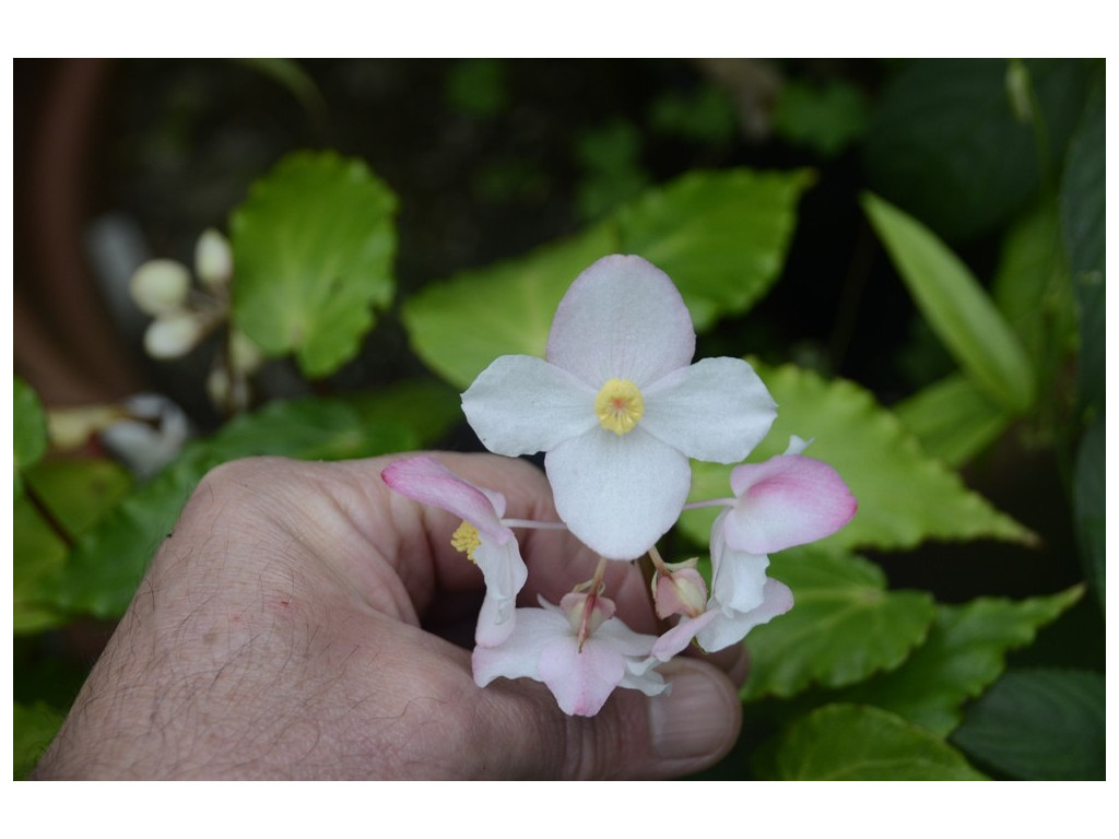 BEGONIA sp. 'WAVY GREEN'