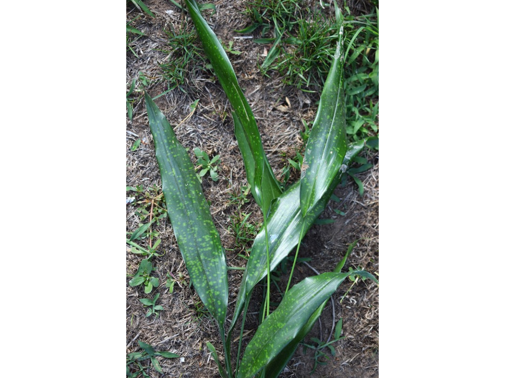 ASPIDISTRA 'CHINA SUN'