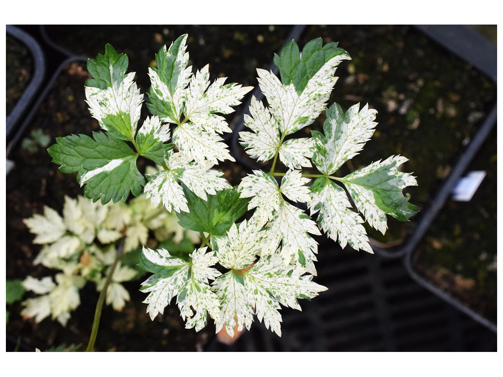 ACTAEA SIMPLEX 'AOBA'