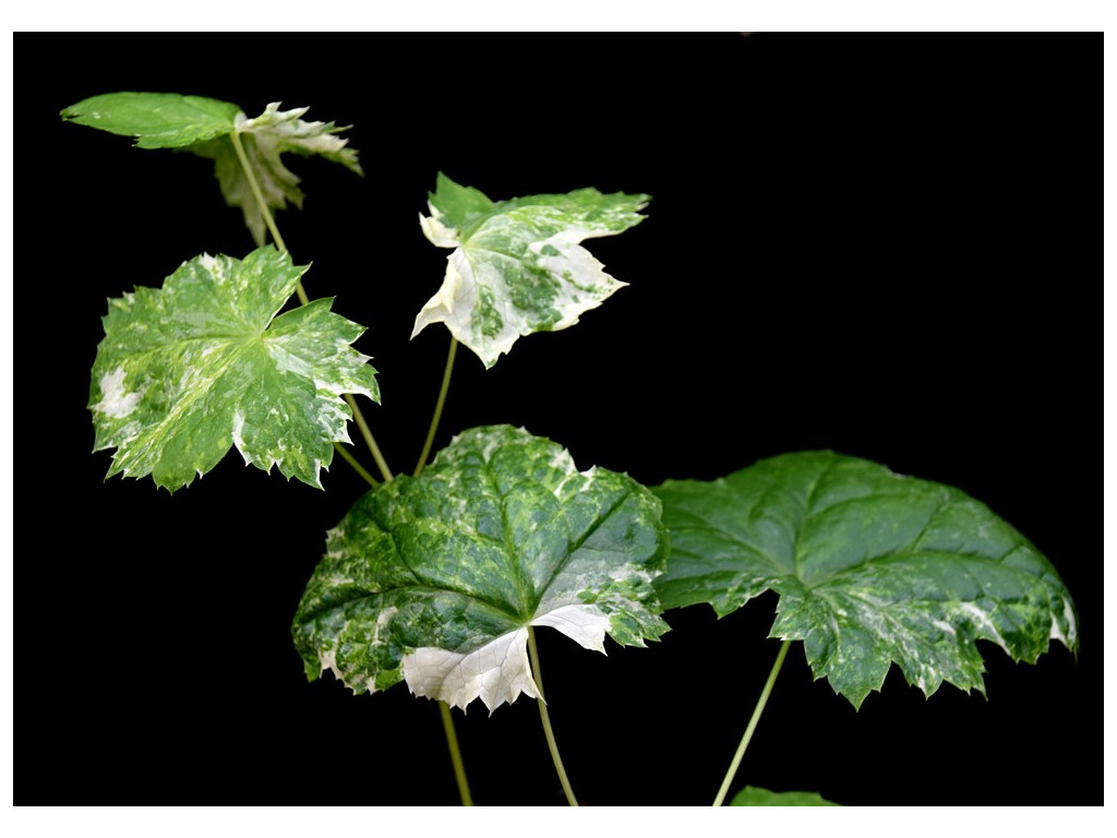 ACTAEA JAPONICA 'AOJIKU'