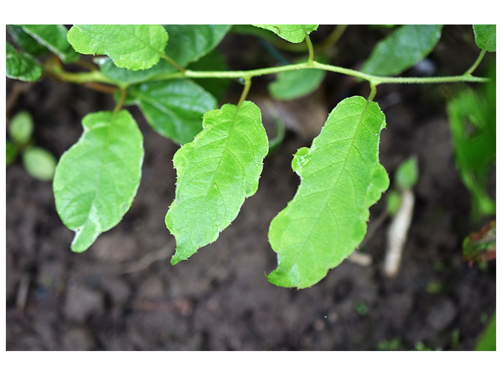 ACTINIDIA ARGUTA 'OKASHII'