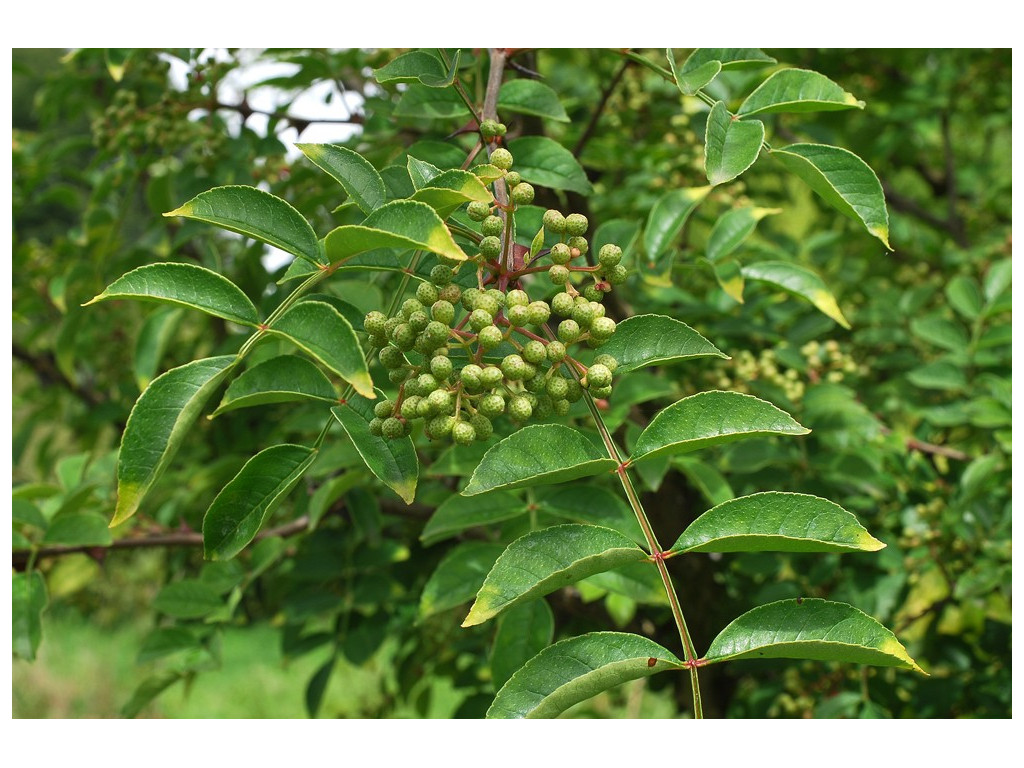 ZANTHOXYLUM COREANUM ZANTHOXYLUM COREANUM