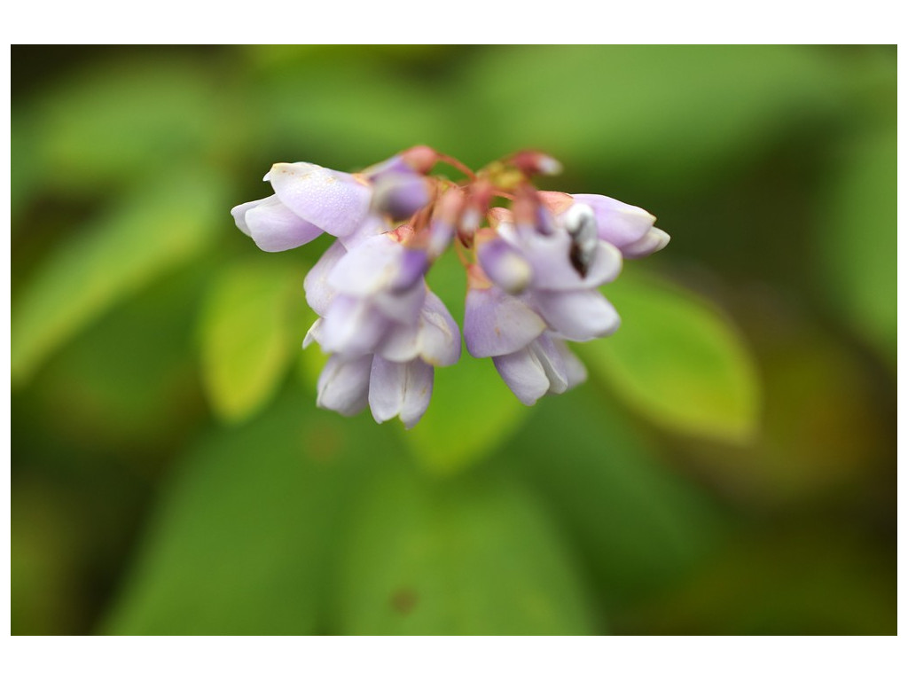 DESMODIUM ELEGANS