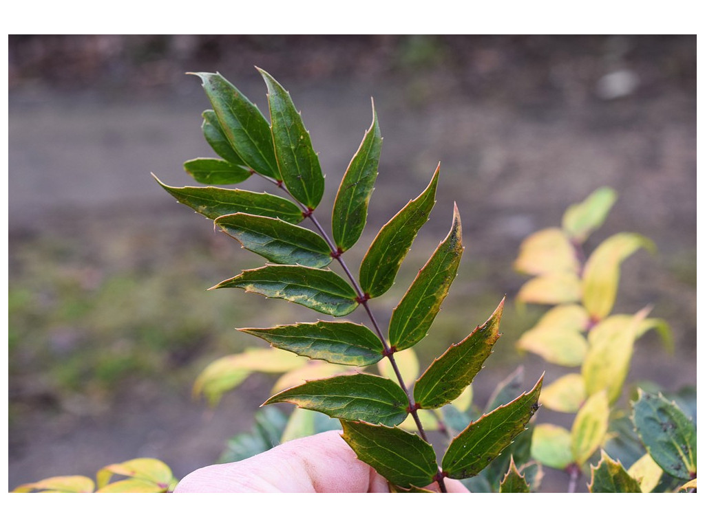 MAHONIA EURYBRACTEATA subsp.GANPINENSIS