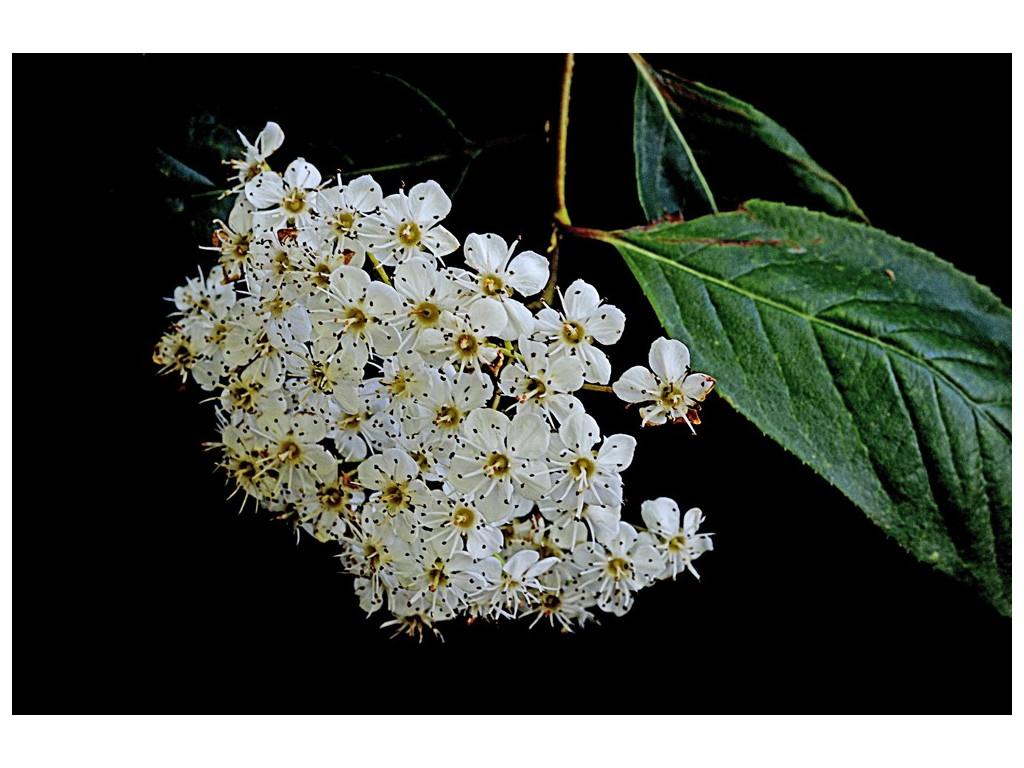 PHOTINIA BEAUVERDIANA PHOTINIA BEAUVERDIANA