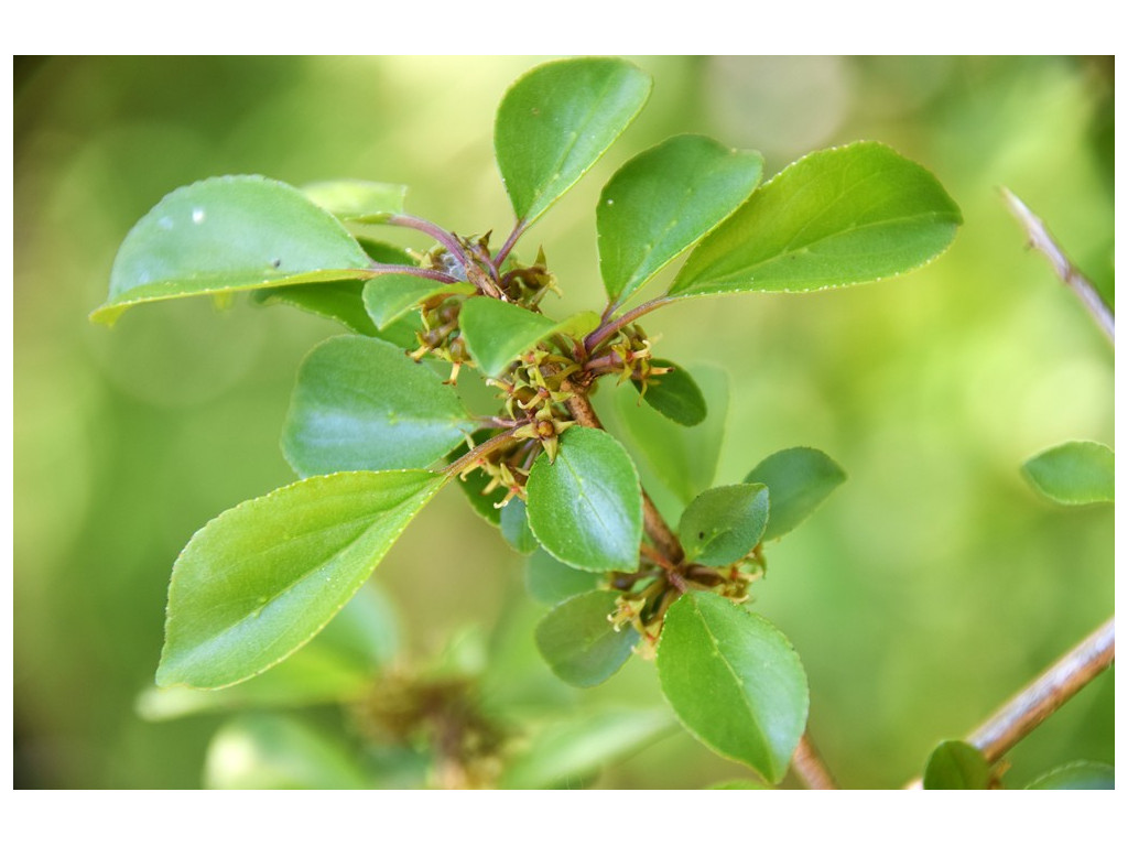 RHAMNUS CBCH538