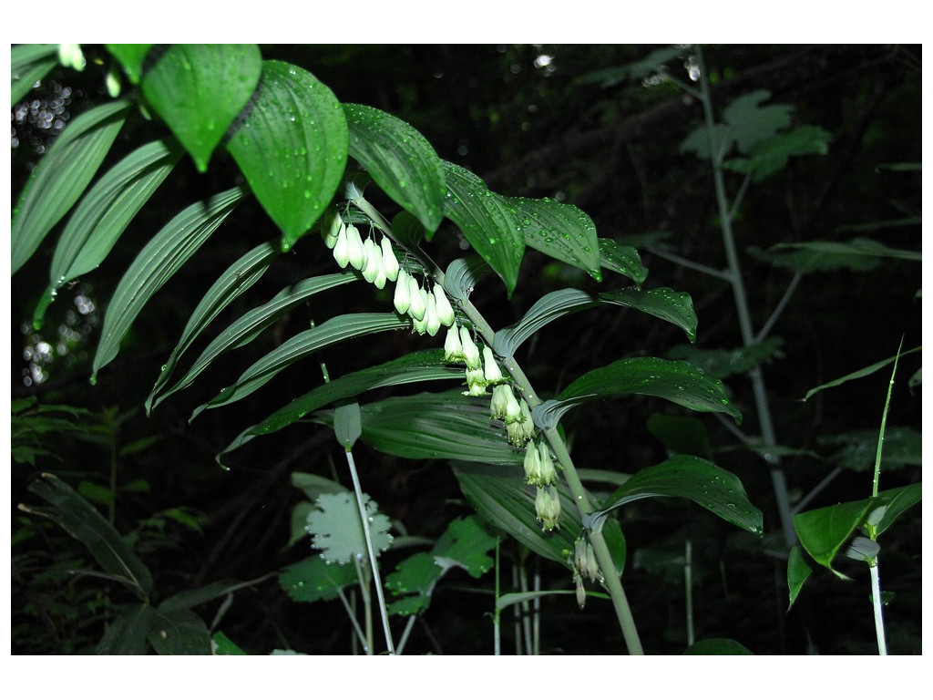 POLYGONATUM MACRANTHUM