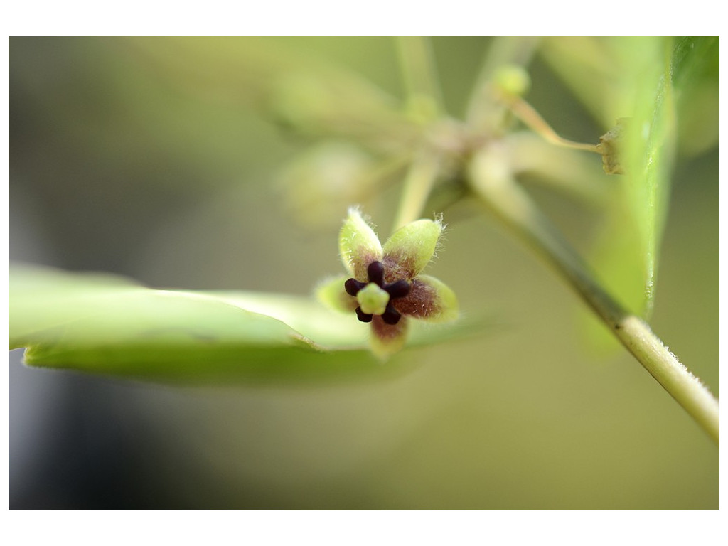 TYLOPHORA ARISTOLOCHIOIDES CMBJP1930