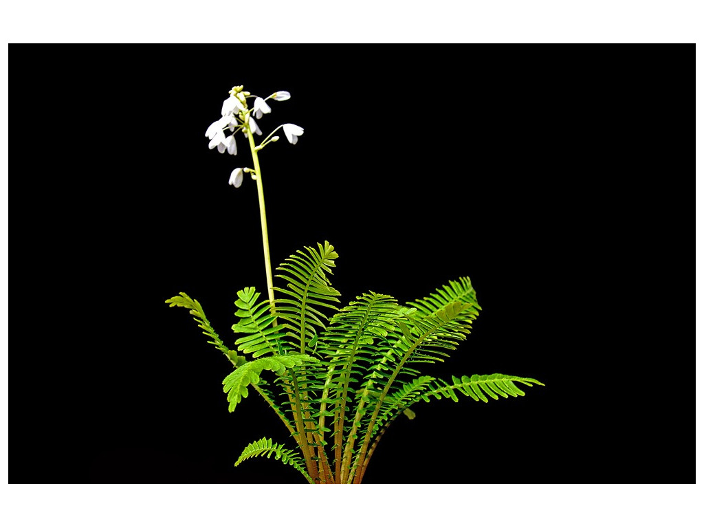 PTERIDOPHYLLUM RACEMOSUM PTERIDOPHYLLUM RACEMOSUM