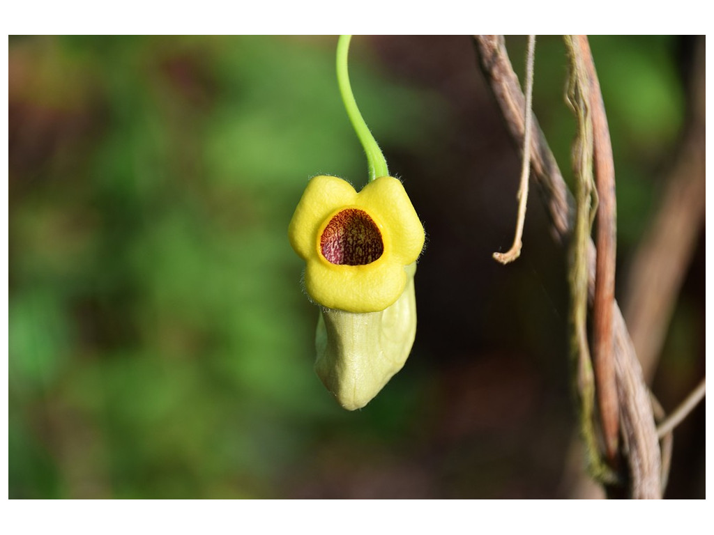 ARISTOLOCHIA MANSHURIENSIS