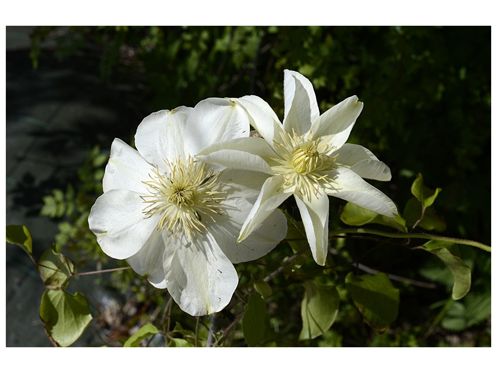 CLEMATIS PATENS