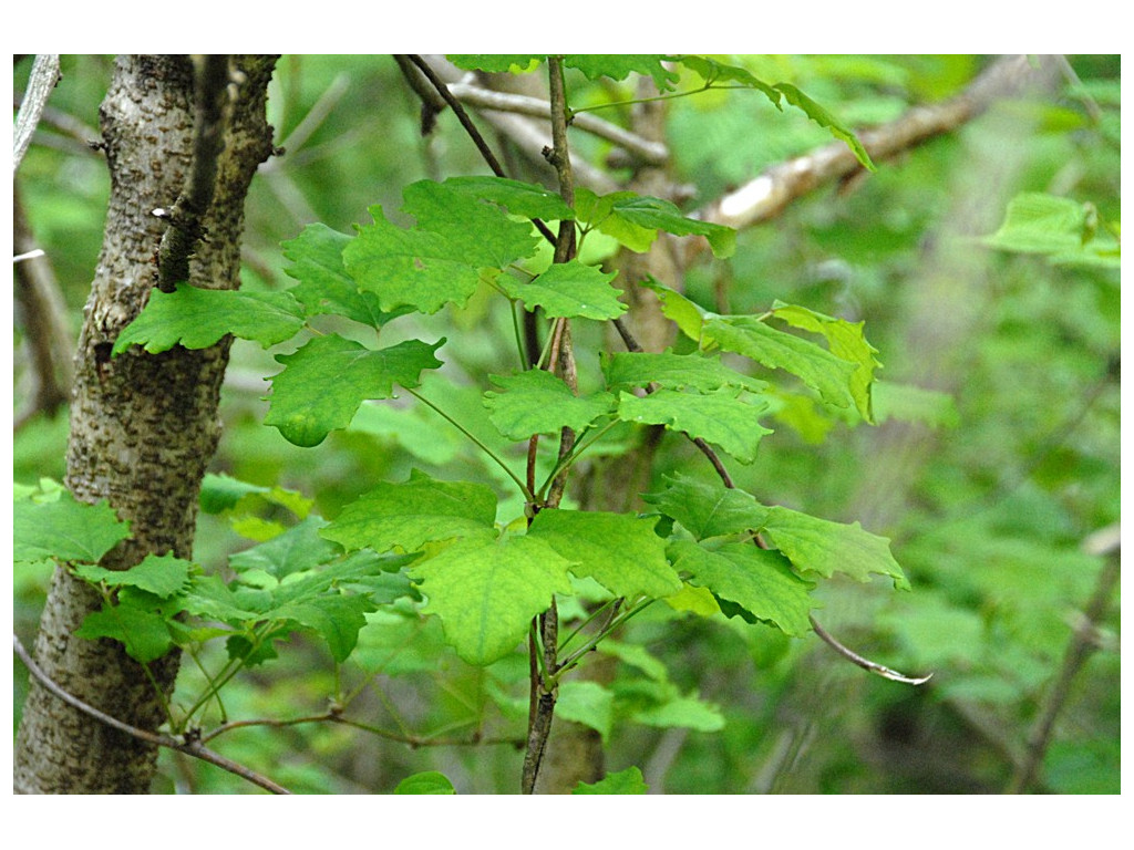 AKEBIA TRIFOLIATA CMBJP2012