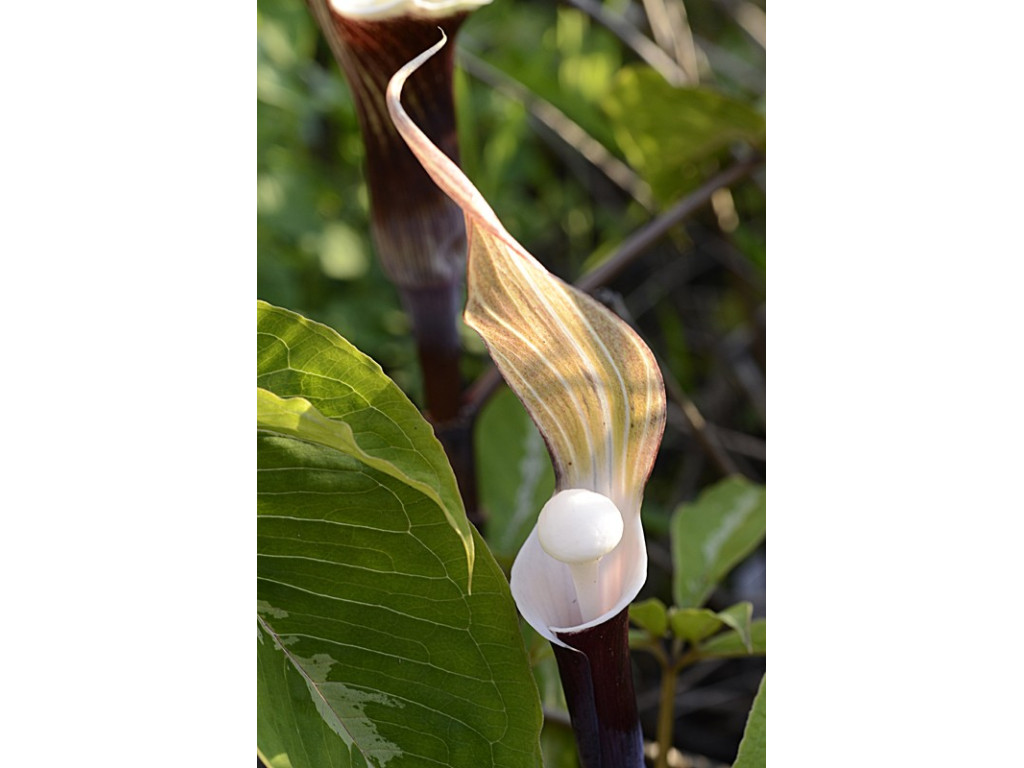 ARISAEMA SIKOKIANUM