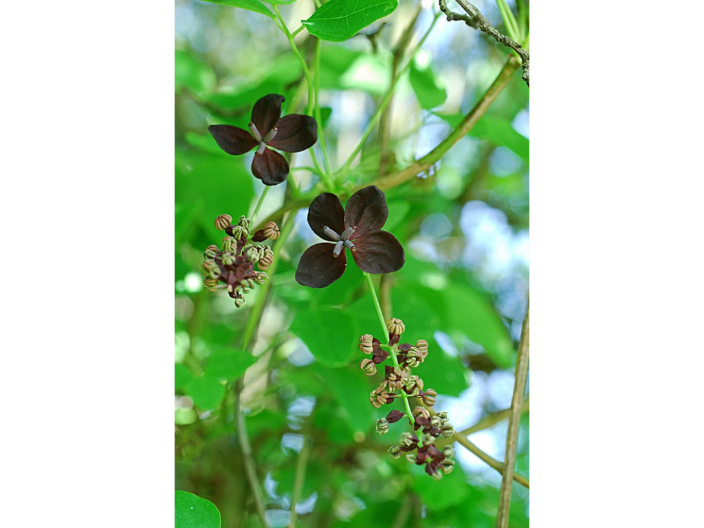 AKEBIA TRIFOLIATA CMBJP2012