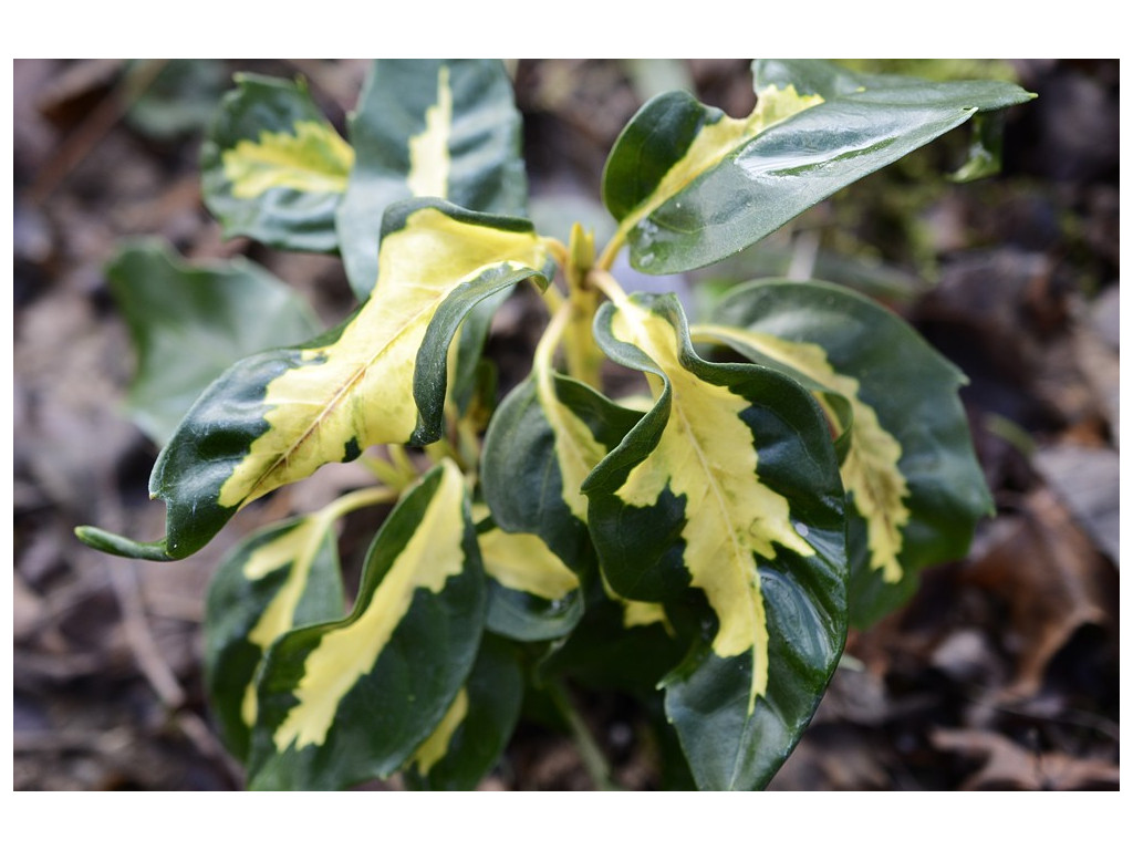 AUCUBA JAPONICA 'MEIGETSU'