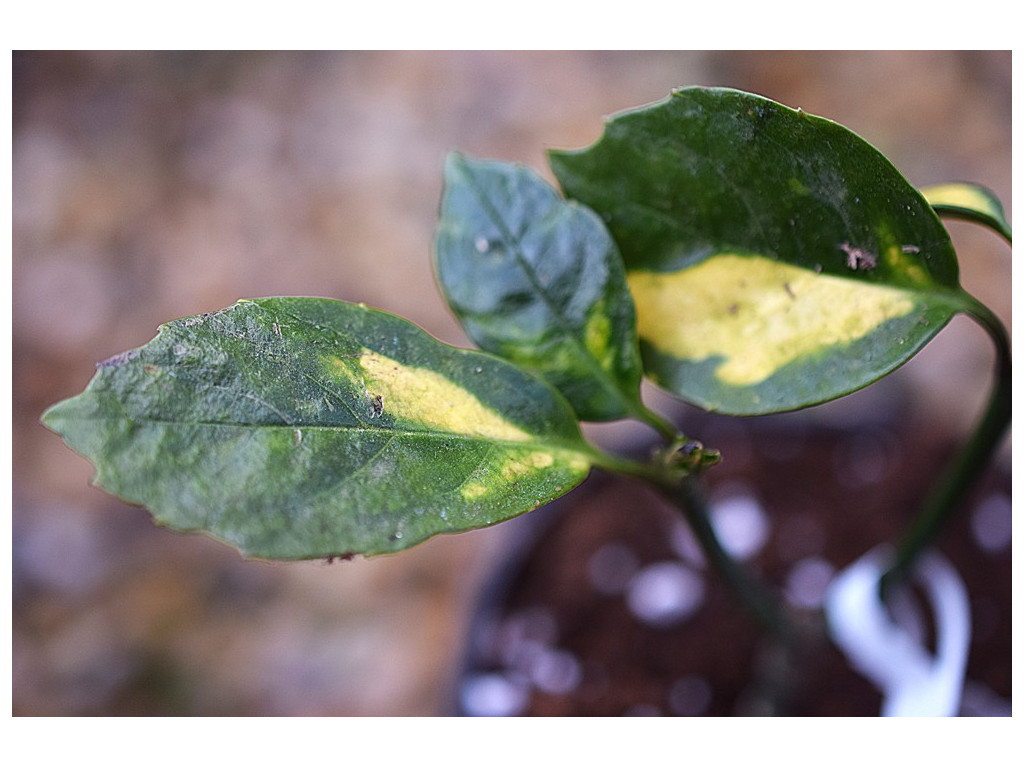 AUCUBA JAPONICA 'OUHAN'