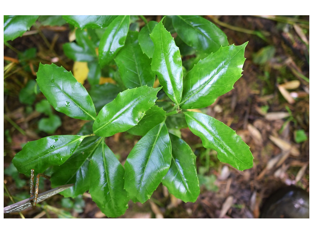 AUCUBA JAPONICA var.BOREALIS 'SEA OF JAPAN'