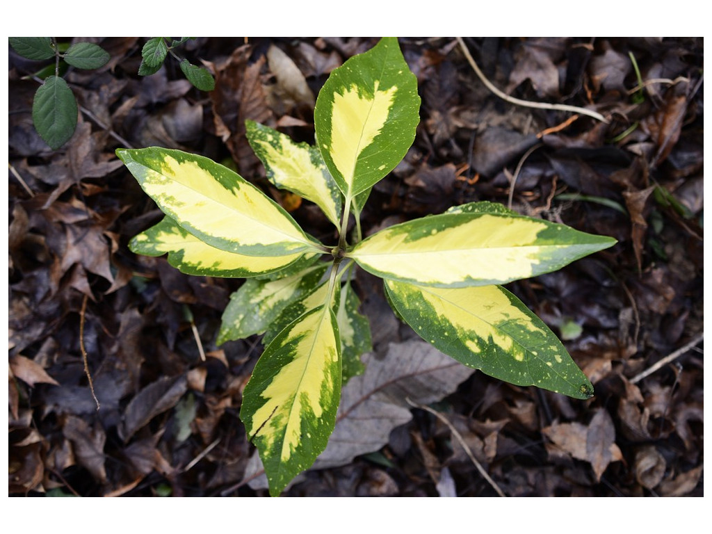 AUCUBA JAPONICA 'SEIZA'