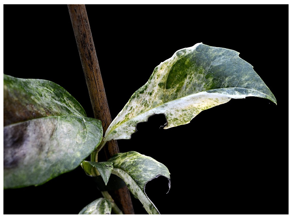 AUCUBA JAPONICA 'SHIRAHAMA NISHIKI'