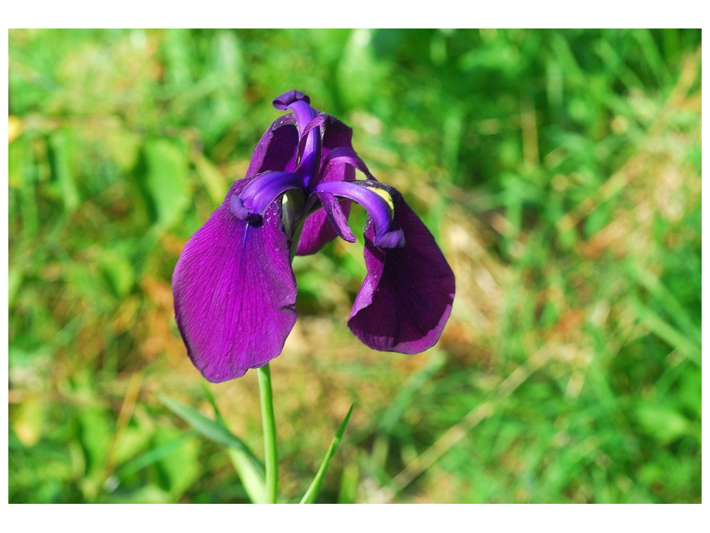 IRIS ENSATA var.SPONTANEA RU5541