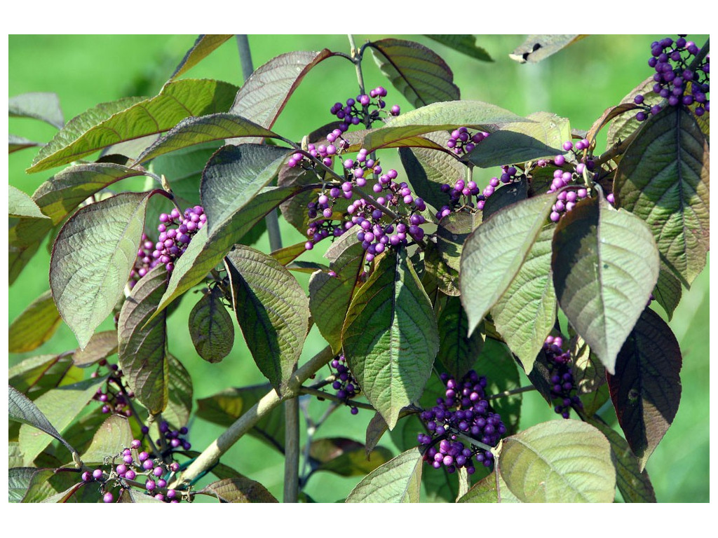 CALLICARPA CATHAYANA CH2122