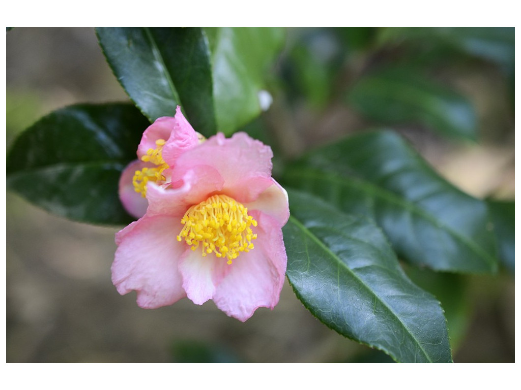 CAMELLIA SINENSIS 'PINK AOBA'