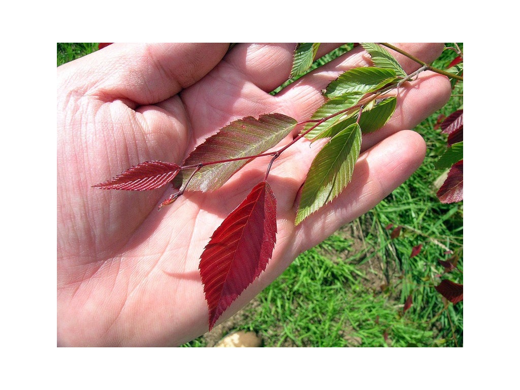 CARPINUS OMEIENSIS