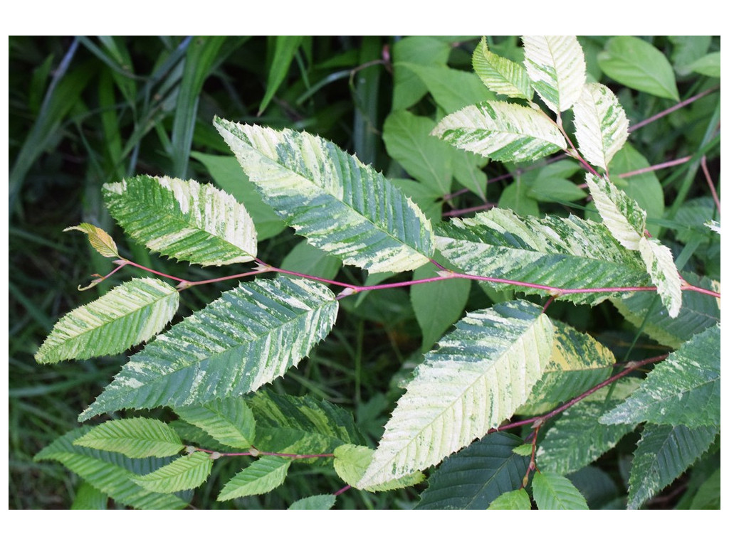 CARPINUS JAPONICA 'AOBA'