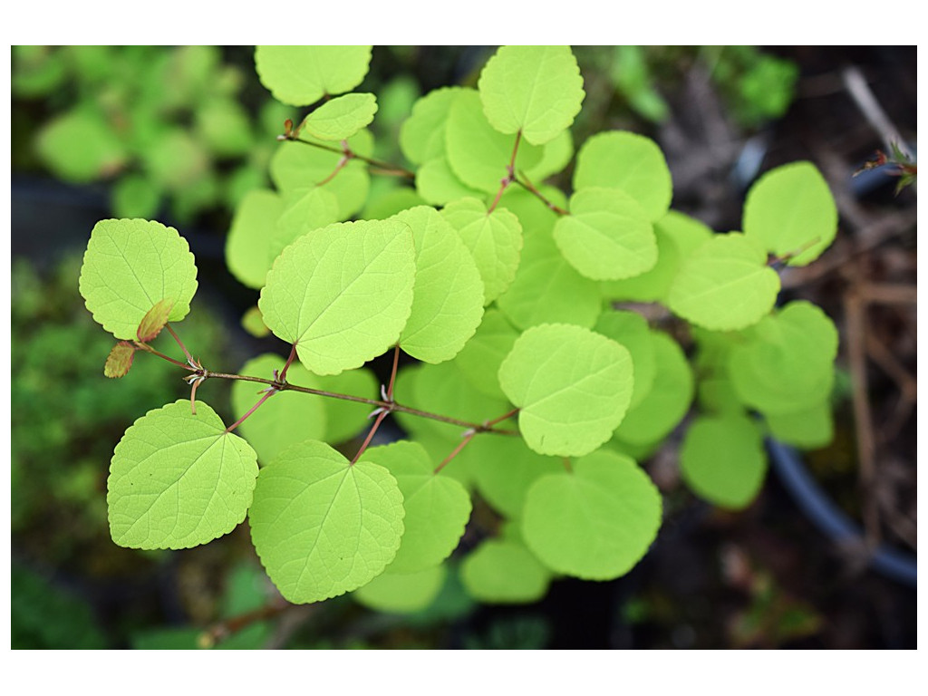 CERCIDIPHYLLUM JAPONICUM 'CLAIM JUMPER'