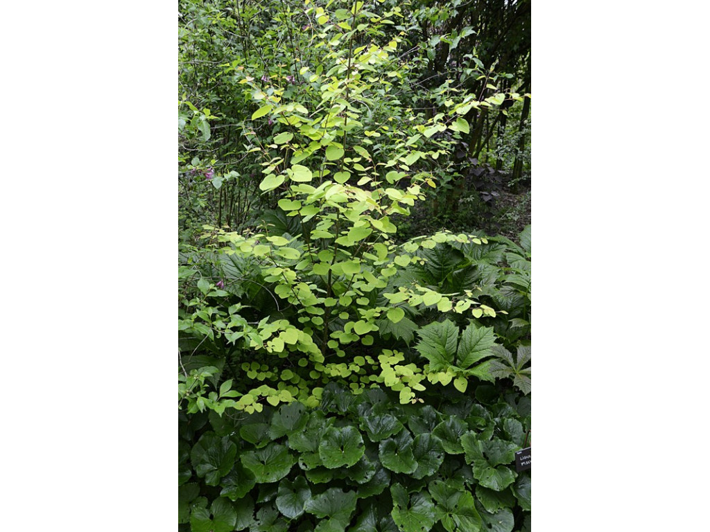 CERCIDIPHYLLUM JAPONICUM 'CLAIM JUMPER'