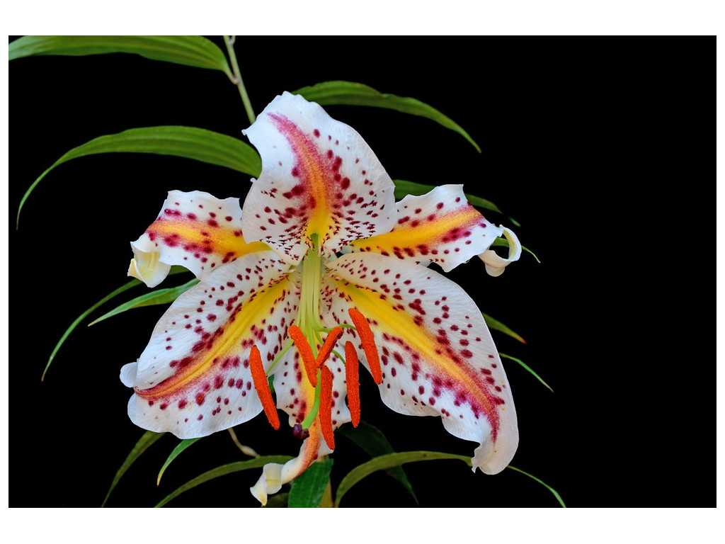 LILIUM AURATUM 'KUCHIBENI'