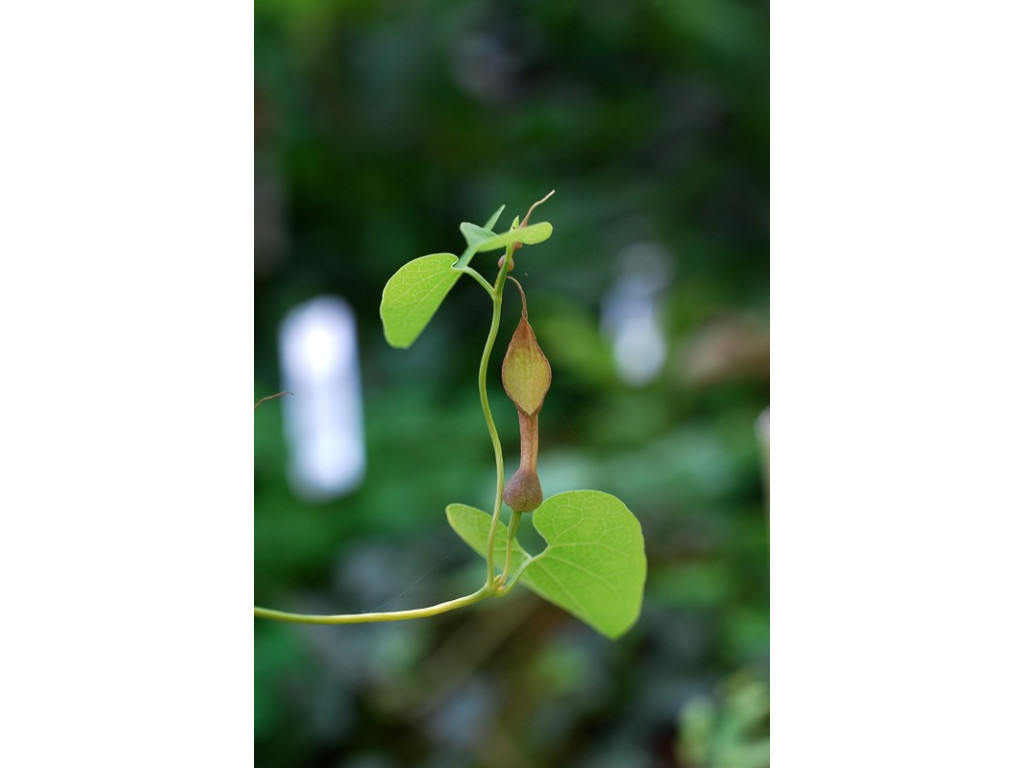 ARISTOLOCHIA CONTORTA KR3071