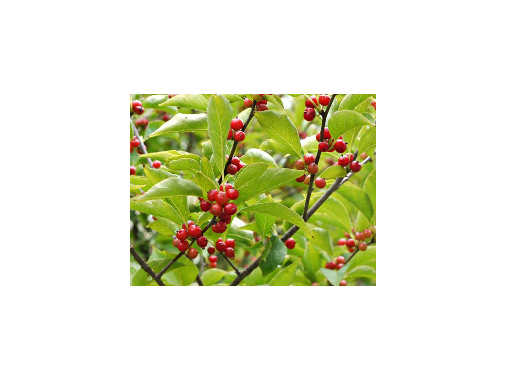ILEX MONTANA ILEX MONTANA