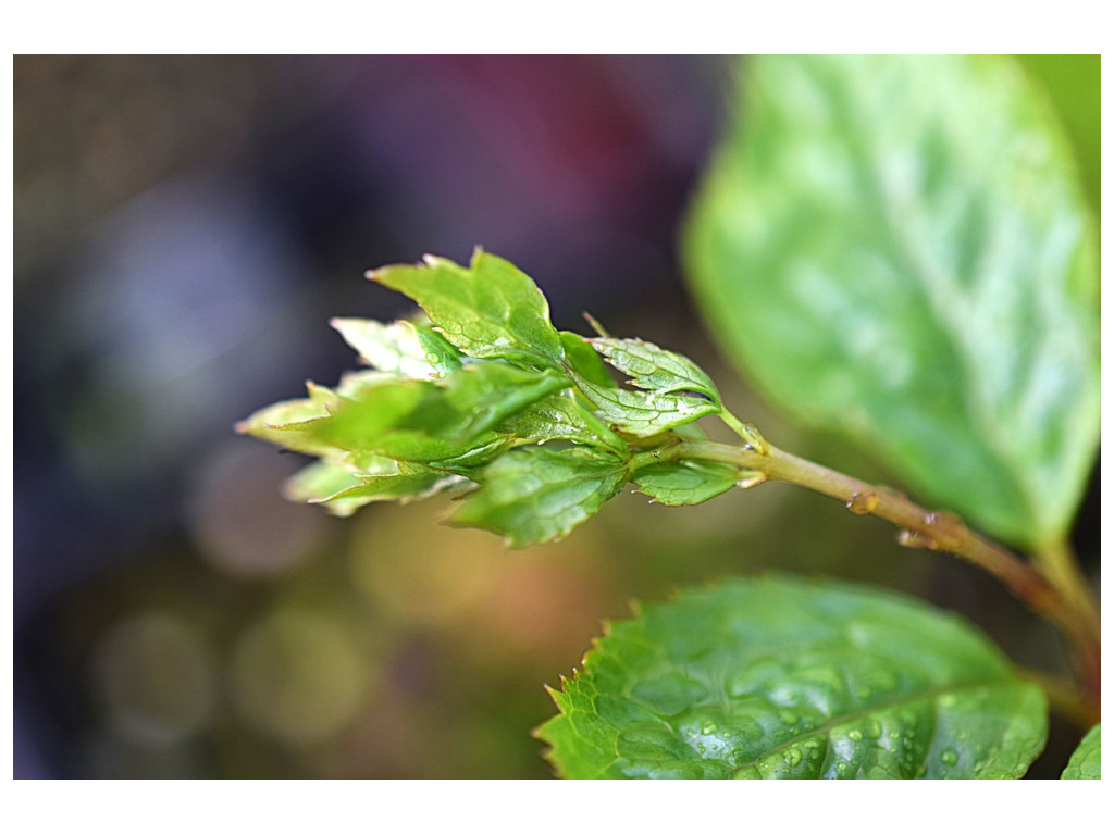 CHLORANTHUS JAPONICUS 'RYOKU SAIKEN'