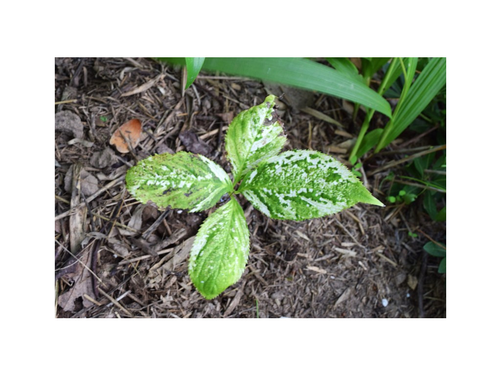 CHLORANTHUS SERRATUS 'YUKIDOKE'